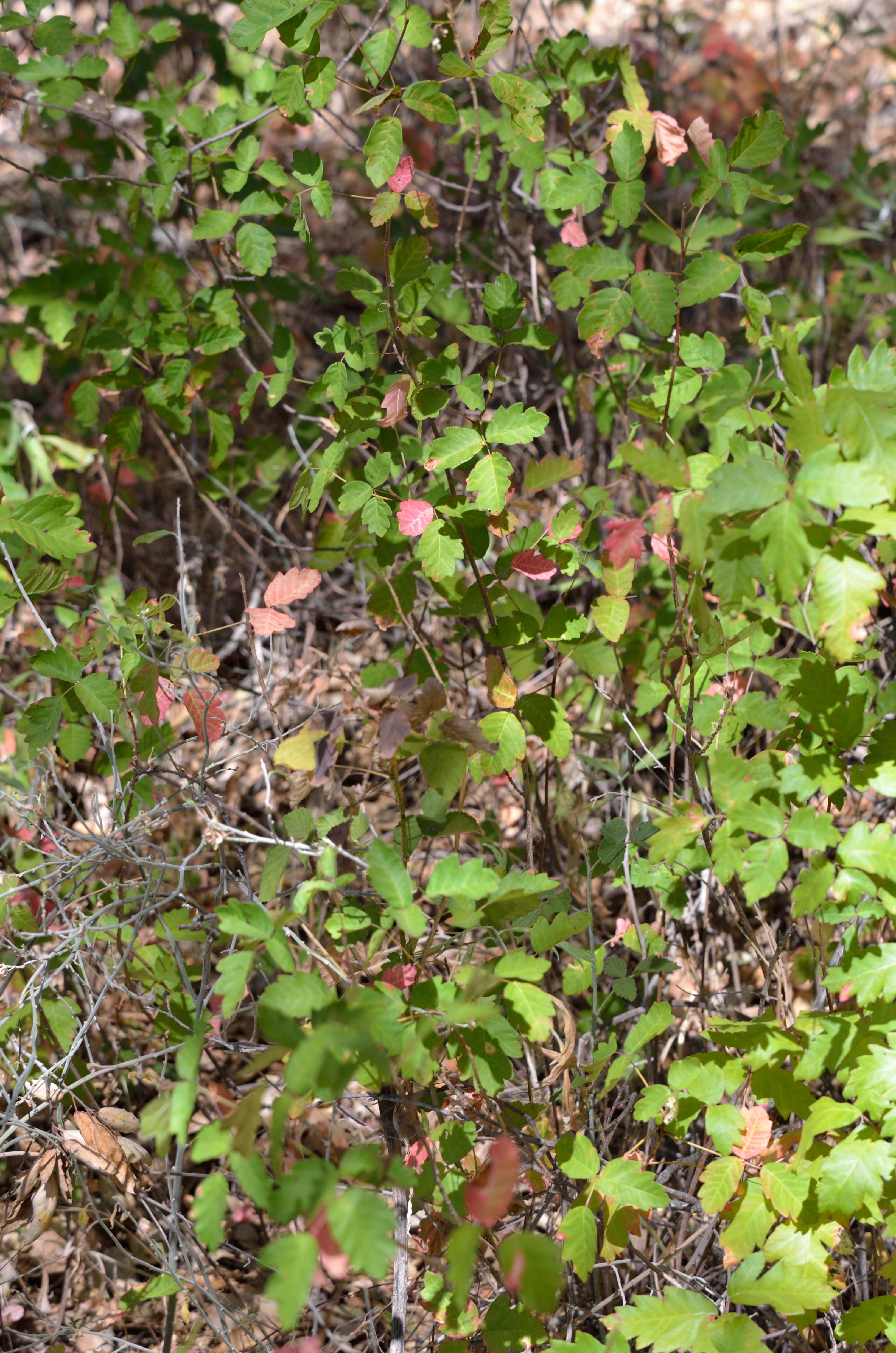 Poison Ivy : Rash, Treatment & Pictures - Live Science
